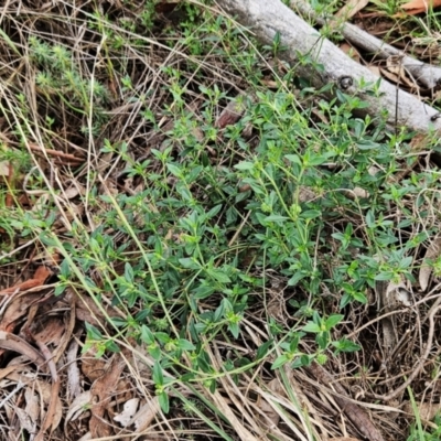 Opercularia hispida (Hairy Stinkweed) at Weetangera, ACT - 10 Jan 2024 by sangio7