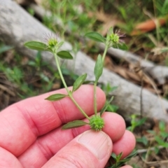 Opercularia hispida at The Pinnacle - 11 Jan 2024