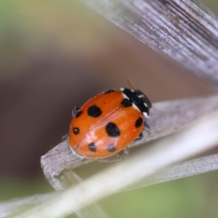 Hippodamia variegata at GG165 - 11 Jan 2024 01:25 PM