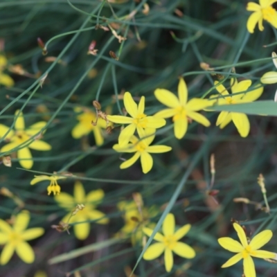 Tricoryne elatior (Yellow Rush Lily) at Hughes Grassy Woodland - 11 Jan 2024 by LisaH