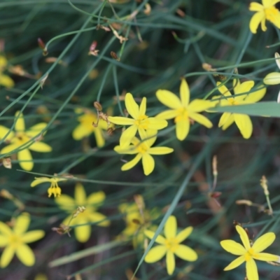 Tricoryne elatior (Yellow Rush Lily) at Hughes, ACT - 11 Jan 2024 by LisaH