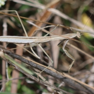 Mantidae (family) adult or nymph at Red Hill to Yarralumla Creek - 11 Jan 2024 01:04 PM