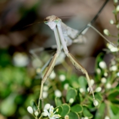 Mantidae (family) adult or nymph at Red Hill to Yarralumla Creek - 11 Jan 2024 01:04 PM