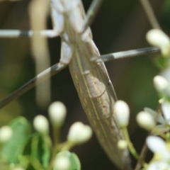 Mantidae (family) adult or nymph at Red Hill to Yarralumla Creek - 11 Jan 2024 01:04 PM