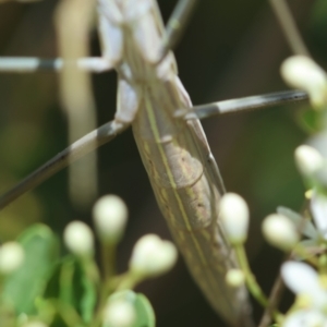 Mantidae (family) adult or nymph at Red Hill to Yarralumla Creek - 11 Jan 2024 01:04 PM