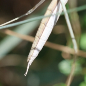 Mantidae (family) adult or nymph at Red Hill to Yarralumla Creek - 11 Jan 2024 01:04 PM