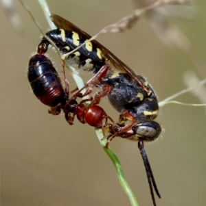 Tiphiidae (family) at Red Hill to Yarralumla Creek - 11 Jan 2024