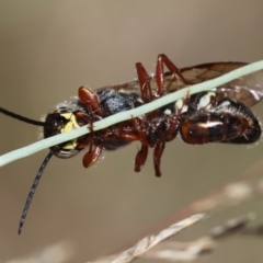 Tiphiidae (family) at Red Hill to Yarralumla Creek - 11 Jan 2024