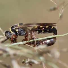 Tiphiidae (family) at Red Hill to Yarralumla Creek - 11 Jan 2024