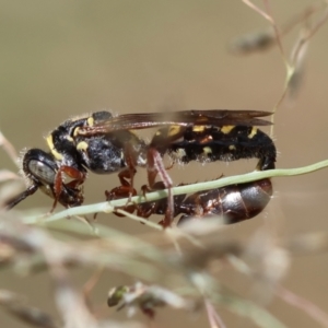 Tiphiidae (family) at Red Hill to Yarralumla Creek - 11 Jan 2024 01:33 PM