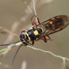 Tiphiidae (family) at Red Hill to Yarralumla Creek - 11 Jan 2024