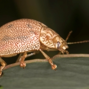 Paropsis atomaria at Evatt, ACT - 9 Jan 2024