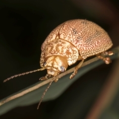 Paropsis atomaria at Evatt, ACT - 9 Jan 2024