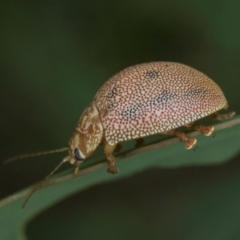 Paropsis atomaria at Evatt, ACT - 9 Jan 2024