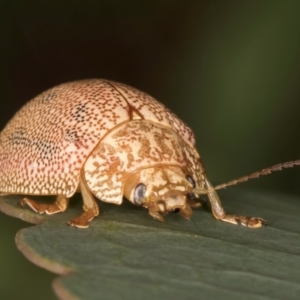 Paropsis atomaria at Evatt, ACT - 9 Jan 2024