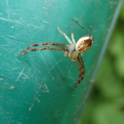 Australomisidia sp. (genus) (Flower spider) at Mongarlowe River - 11 Jan 2024 by arjay