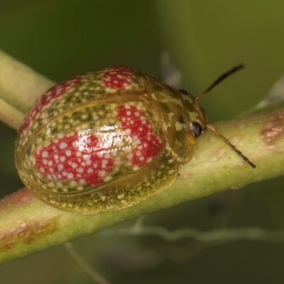 Paropsisterna fastidiosa (Eucalyptus leaf beetle) at Evatt, ACT - 9 Jan 2024 by kasiaaus