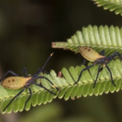 Amorbus obscuricornis (Eucalyptus Tip Wilter) at Evatt, ACT - 9 Jan 2024 by kasiaaus