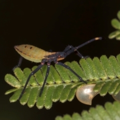 Amorbus obscuricornis at Evatt, ACT - 9 Jan 2024