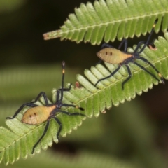 Amorbus obscuricornis at Evatt, ACT - 9 Jan 2024 12:35 PM