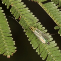 Chironomidae (family) (Non-biting Midge) at Evatt, ACT - 9 Jan 2024 by kasiaaus
