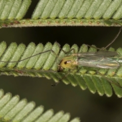 Chironomidae (family) at Evatt, ACT - 9 Jan 2024 12:35 PM