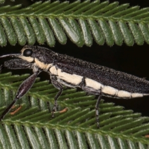 Rhinotia sp. (genus) at Evatt, ACT - 9 Jan 2024