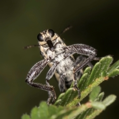 Rhinotia sp. (genus) at Evatt, ACT - 9 Jan 2024