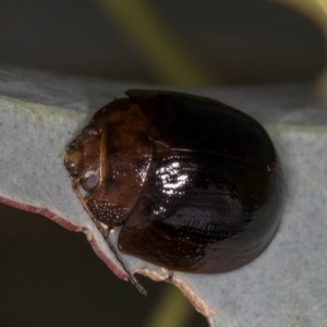 Paropsisterna cloelia at Evatt, ACT - 9 Jan 2024