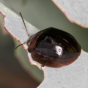 Paropsisterna cloelia at Evatt, ACT - 9 Jan 2024