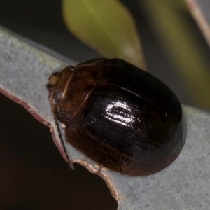 Paropsisterna cloelia at Evatt, ACT - 9 Jan 2024