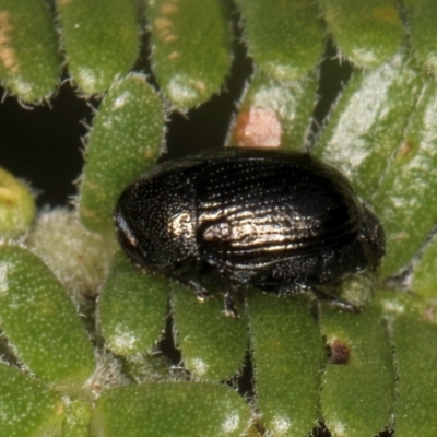 Ditropidus sp. (genus) (Leaf beetle) at Evatt, ACT - 9 Jan 2024 by kasiaaus