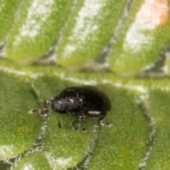 Alticini (tribe) (Unidentified flea beetle) at Evatt, ACT - 9 Jan 2024 by kasiaaus