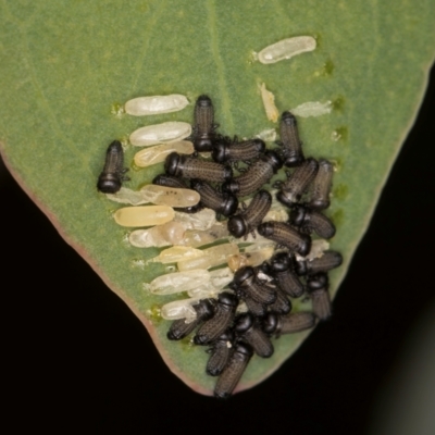 Paropsisterna cloelia (Eucalyptus variegated beetle) at Evatt, ACT - 9 Jan 2024 by kasiaaus