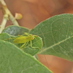 Caedicia simplex (Common Garden Katydid) at Sullivans Creek, Turner - 5 Jan 2024 by ConBoekel