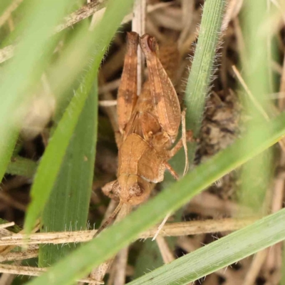 Phaulacridium vittatum (Wingless Grasshopper) at Turner, ACT - 5 Jan 2024 by ConBoekel