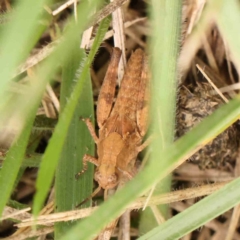 Phaulacridium vittatum at Sullivans Creek, Turner - 5 Jan 2024