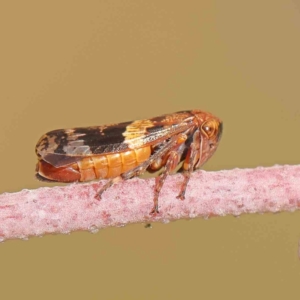 Eurymeloides adspersa at Sullivans Creek, Turner - 5 Jan 2024