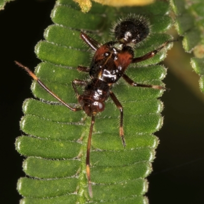 Hemiptera (order) at Evatt, ACT - 9 Jan 2024 by kasiaaus