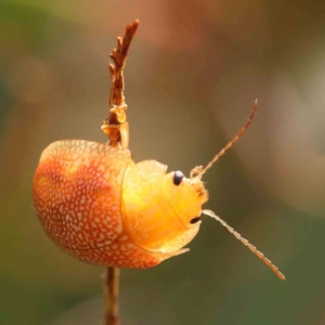 Paropsis atomaria at Sullivans Creek, Turner - 5 Jan 2024