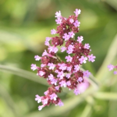 Verbena incompta (Purpletop) at Sullivans Creek, Turner - 5 Jan 2024 by ConBoekel