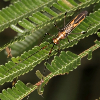 Rayieria acaciae (Acacia-spotting bug) at Evatt, ACT - 9 Jan 2024 by kasiaaus