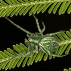 Sidymella sp. (genus) (A crab spider) at Evatt, ACT - 9 Jan 2024 by kasiaaus