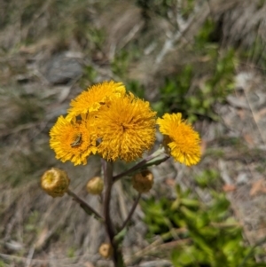 Podolepis robusta at Bimberi Nature Reserve - 11 Jan 2024