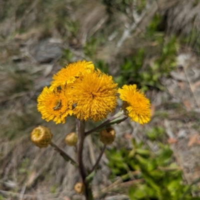 Podolepis robusta (Alpine Podolepis) at Bimberi, NSW - 11 Jan 2024 by WalterEgo