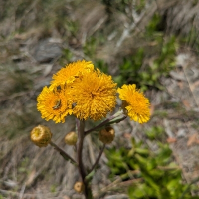 Podolepis robusta (Alpine Podolepis) at Bimberi Nature Reserve - 11 Jan 2024 by WalterEgo