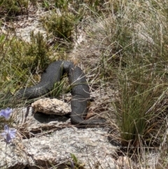 Austrelaps ramsayi (Highlands Copperhead) at Namadgi National Park - 11 Jan 2024 by WalterEgo