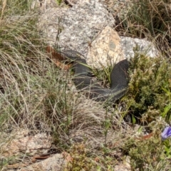 Austrelaps ramsayi at Namadgi National Park - 11 Jan 2024 12:12 PM