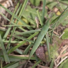 Acrida conica (Giant green slantface) at Dunlop Grasslands - 10 Jan 2024 by kasiaaus