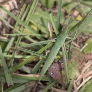 Acrida conica at Dunlop Grasslands - 10 Jan 2024